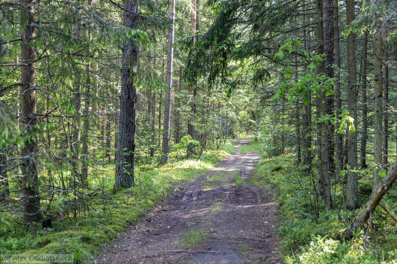 ������ ������