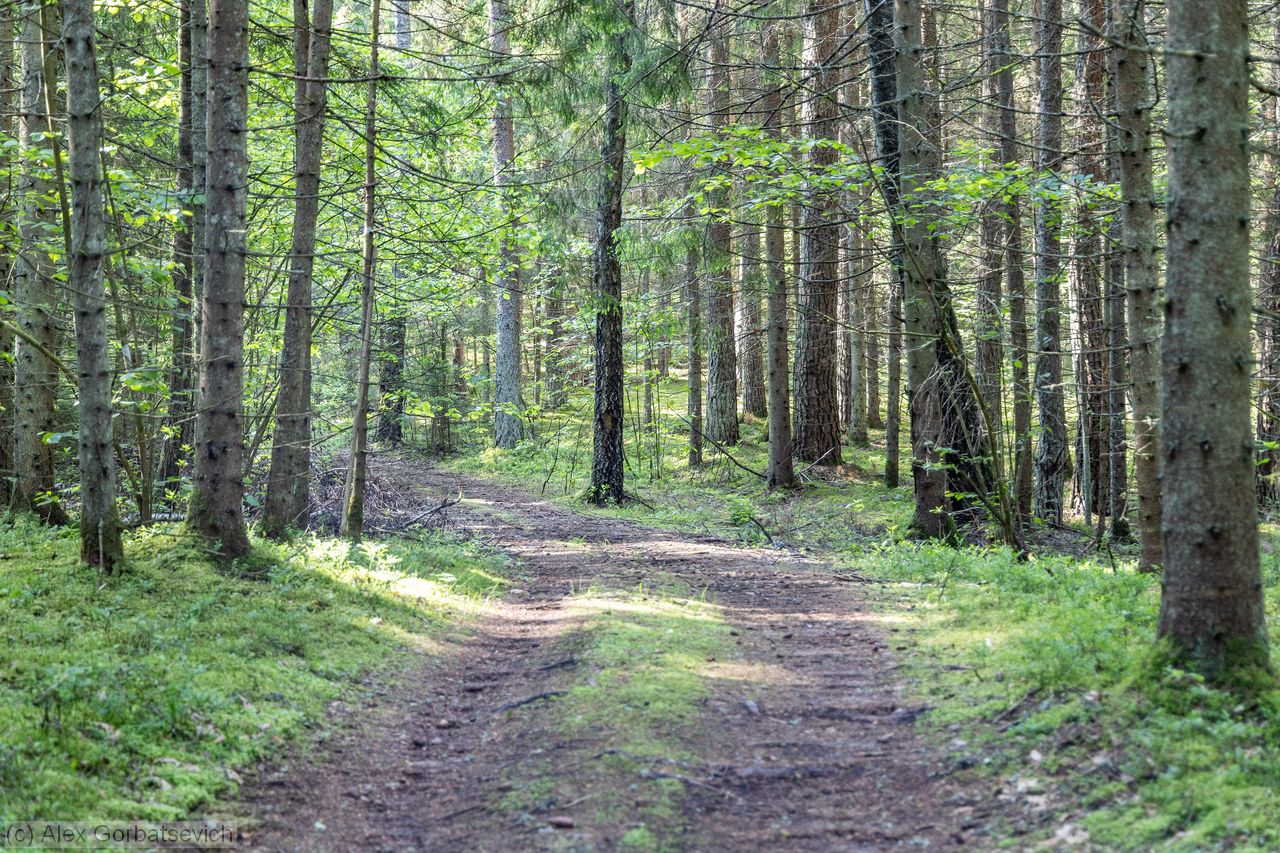 ������ ������