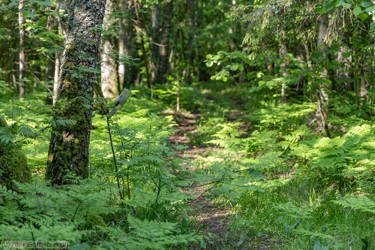 ����� ��� ������