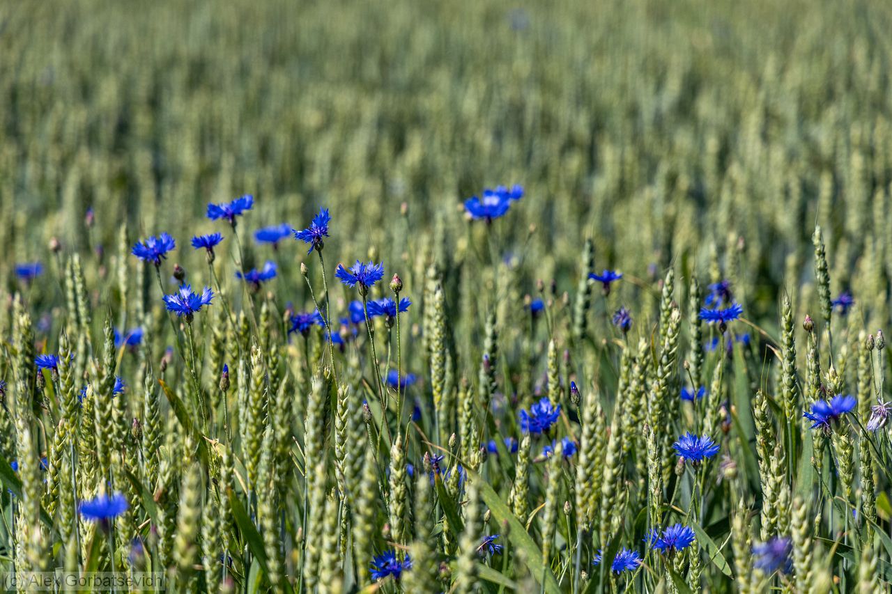 �������� � �������