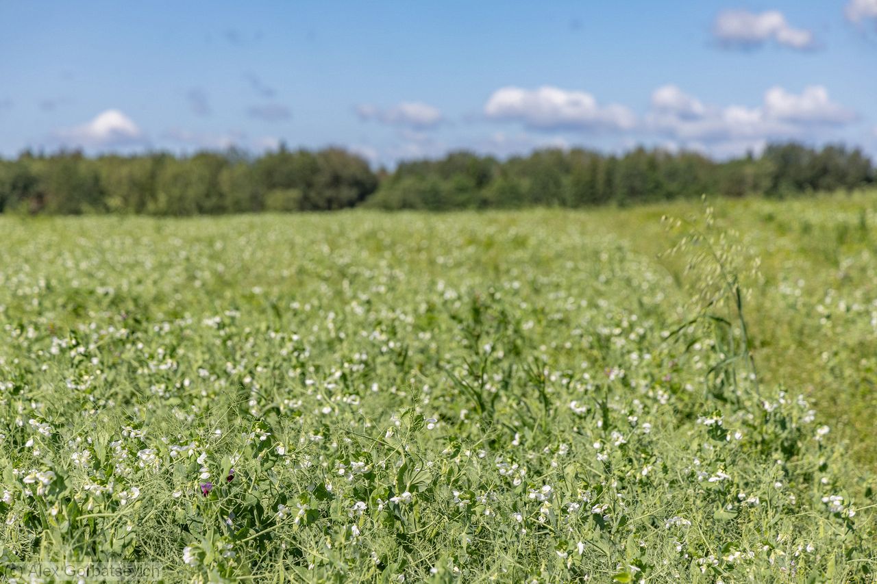 ���� ������