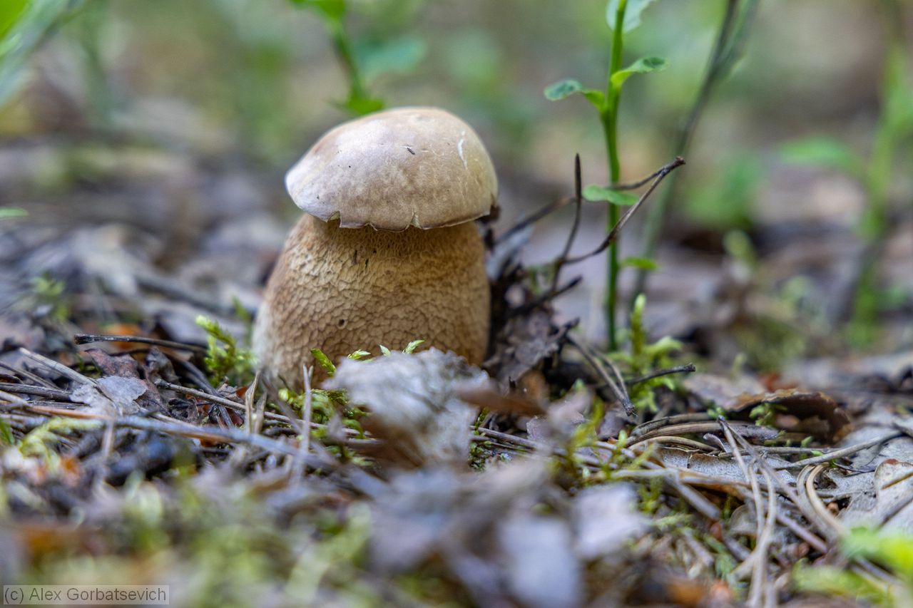 �������� ����