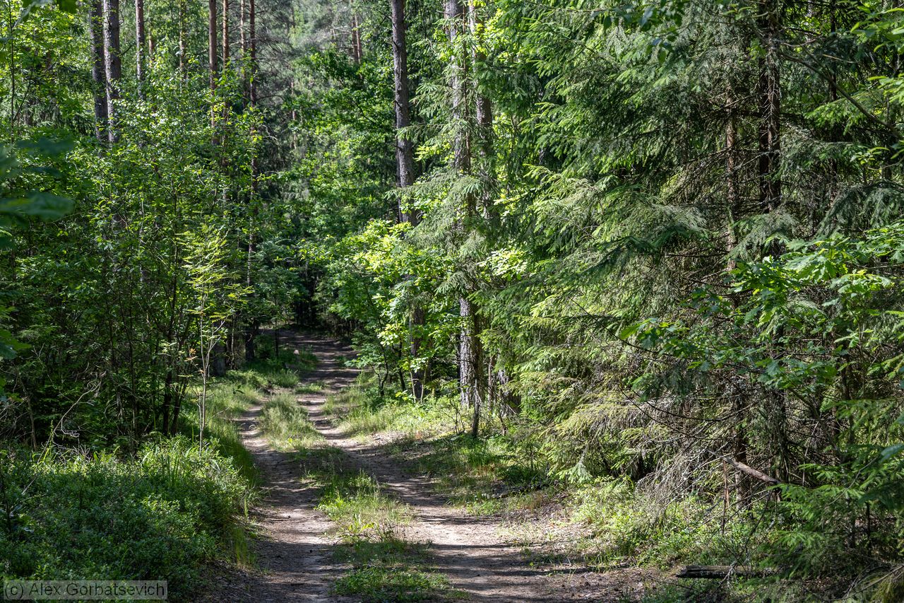 ������ ������