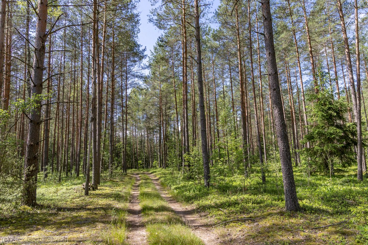 ������ ������