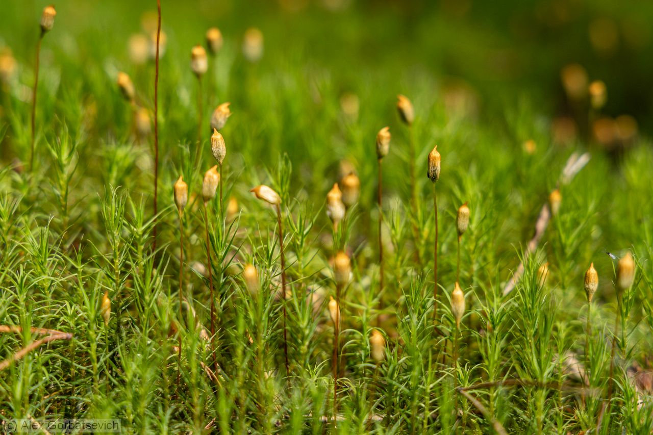 ������ ���