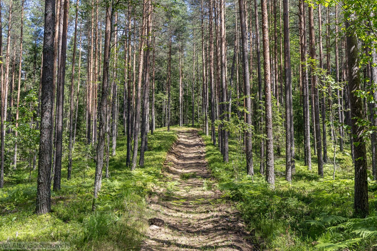 ������ ������