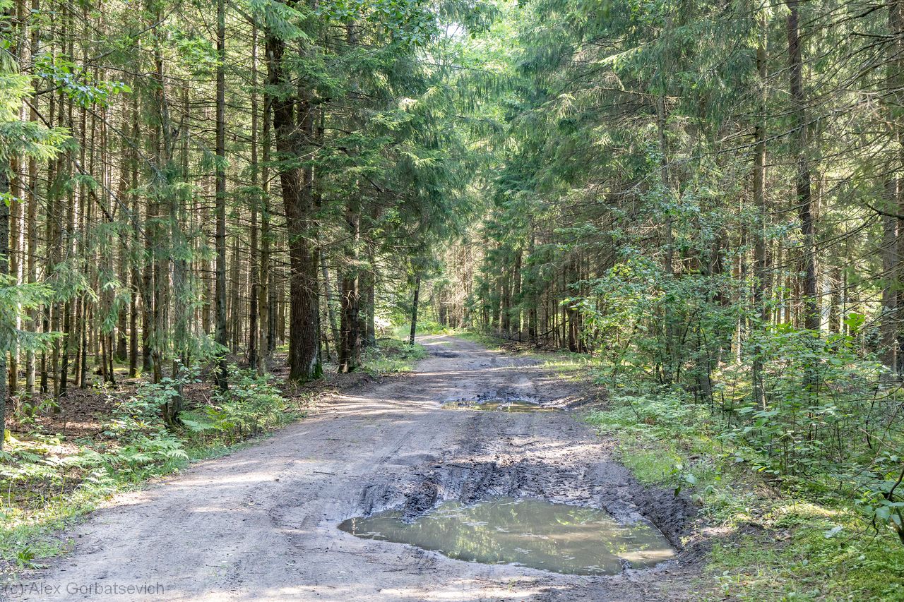 ������ ������