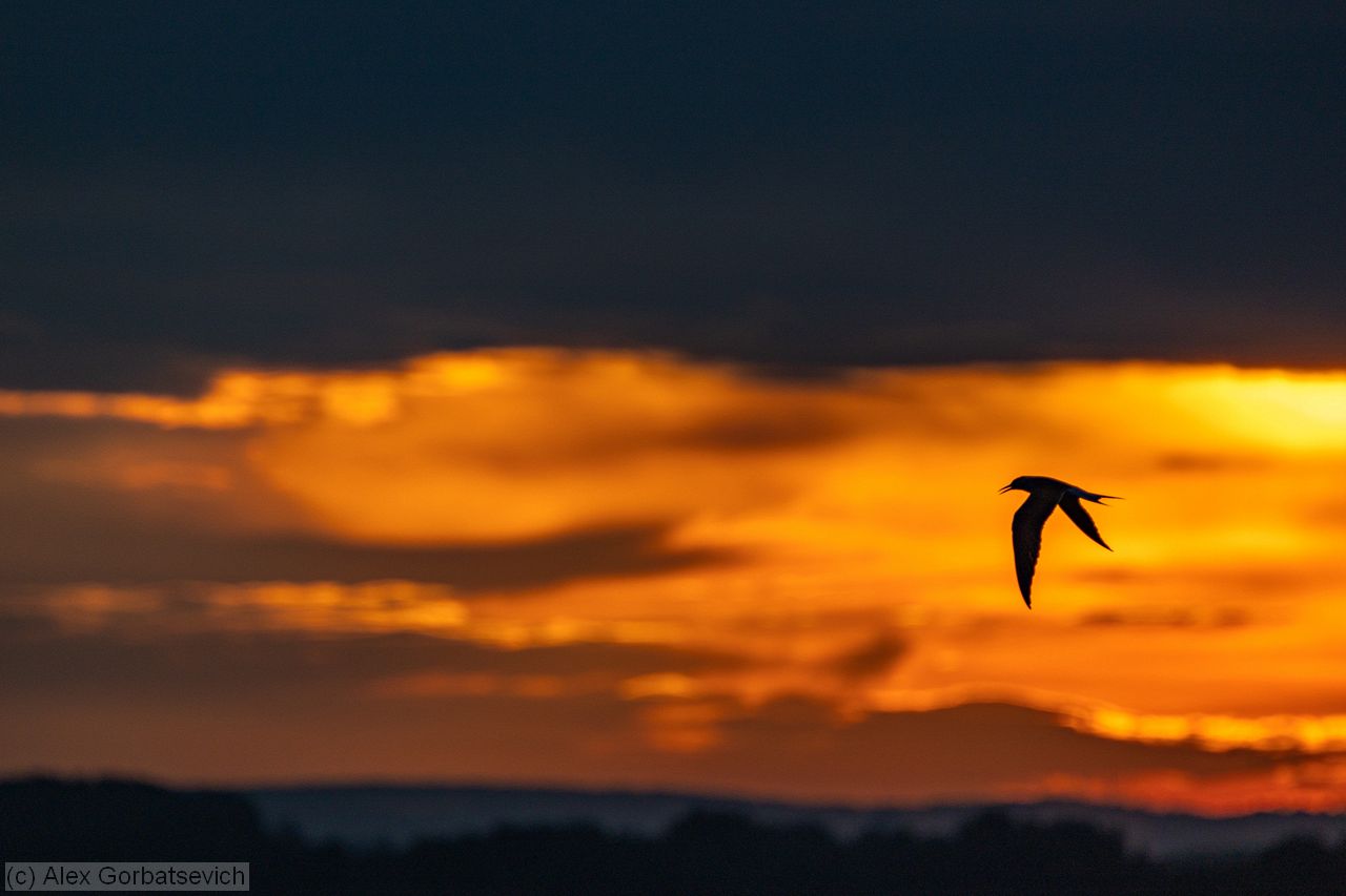 �������� � �������