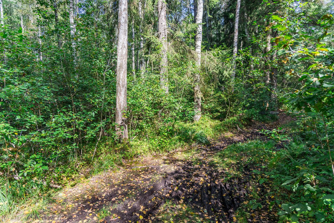 ����� ���