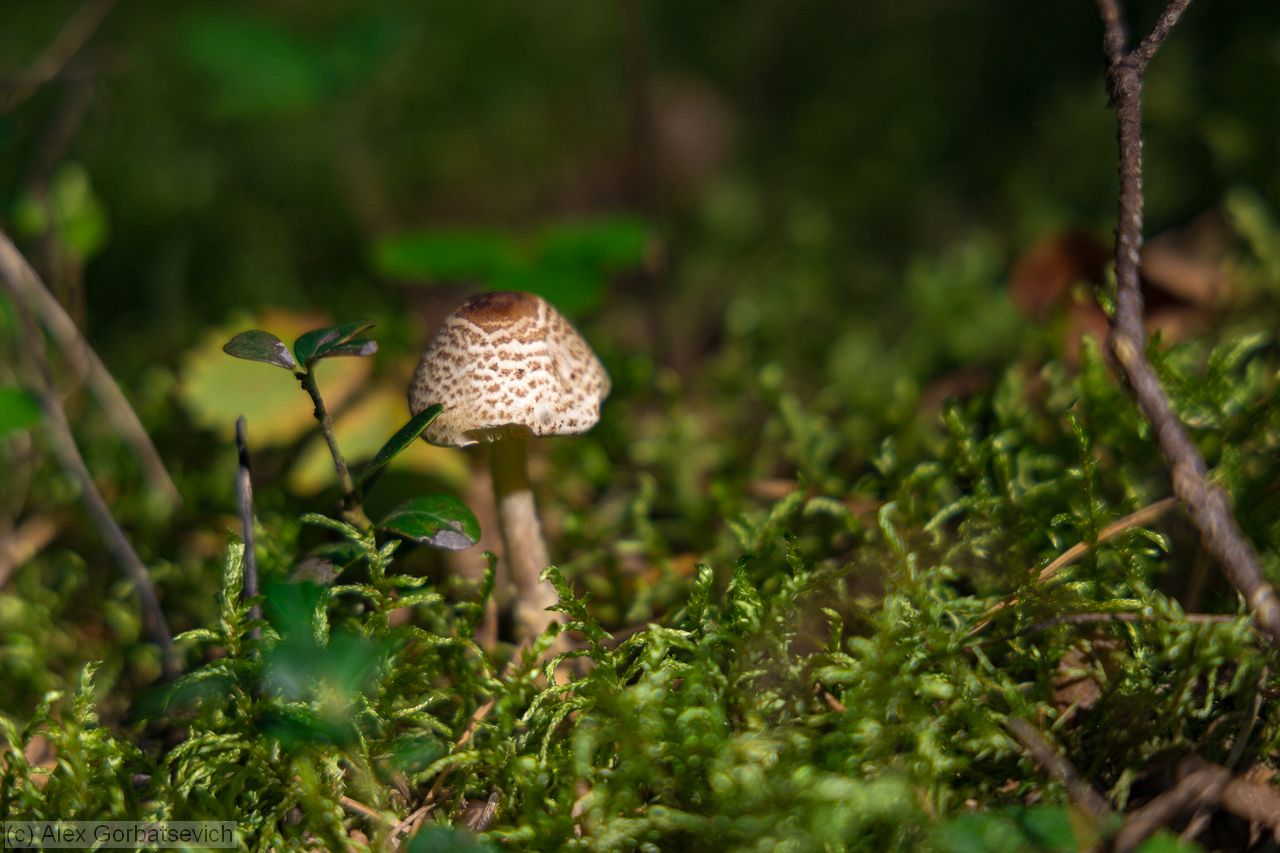 ������� �����������