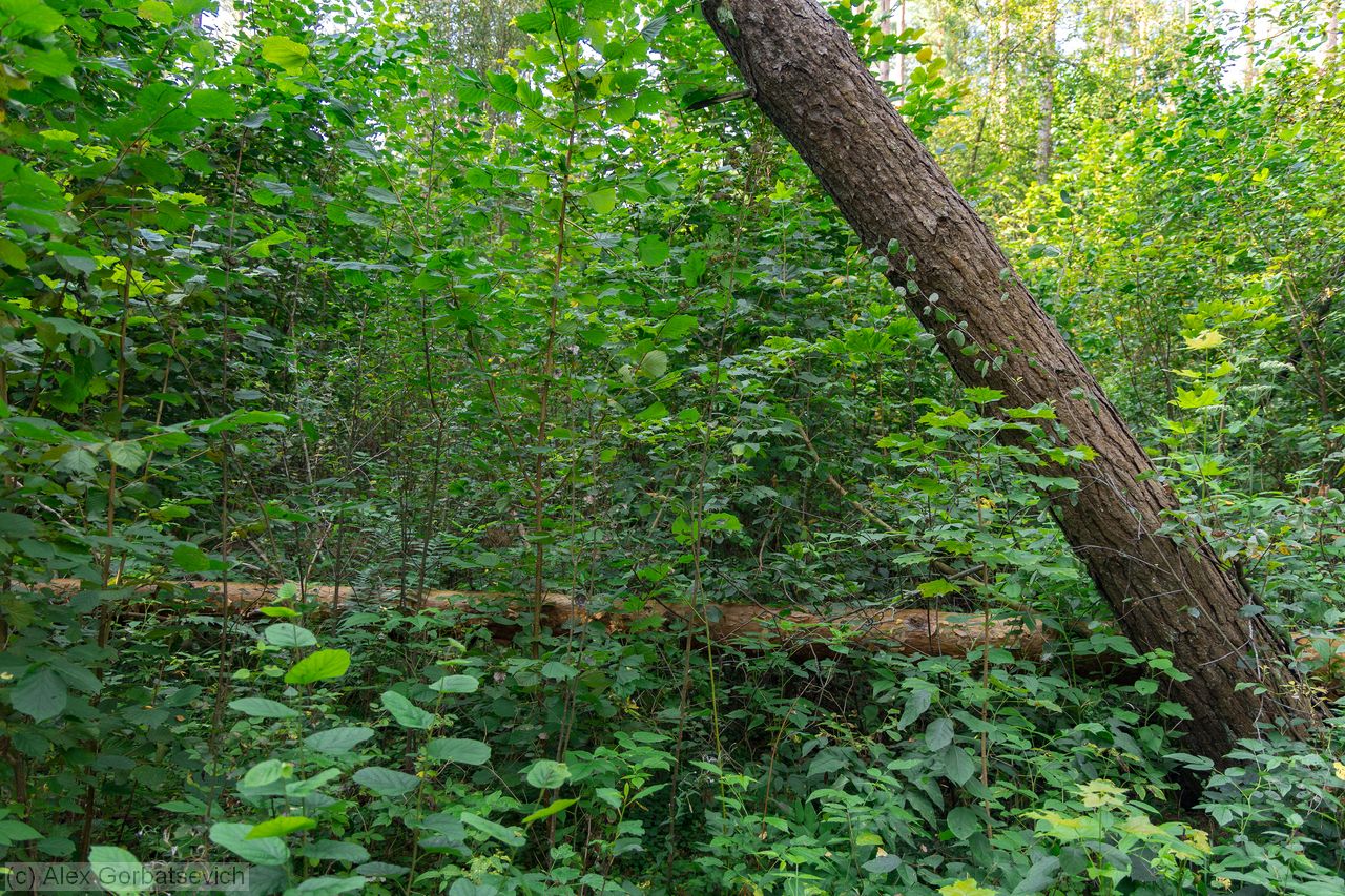 �� 1. �������� 35� �� ��������