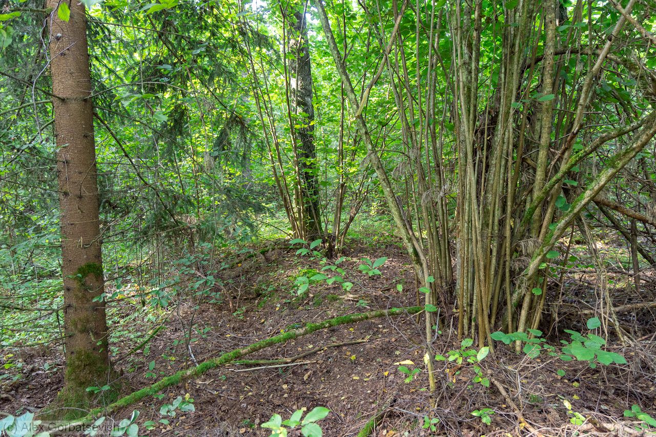 ��. �� ����. ( ���� ��� ����) ���� ������ � ���������