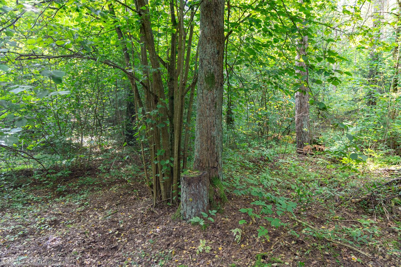 ����� � �� ���� ���