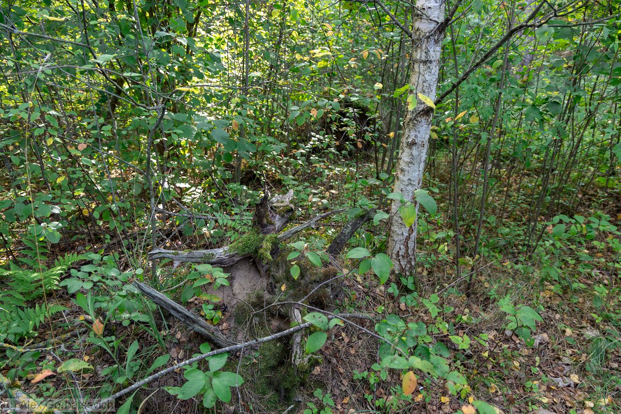 ���� � ������ ����� �� ������