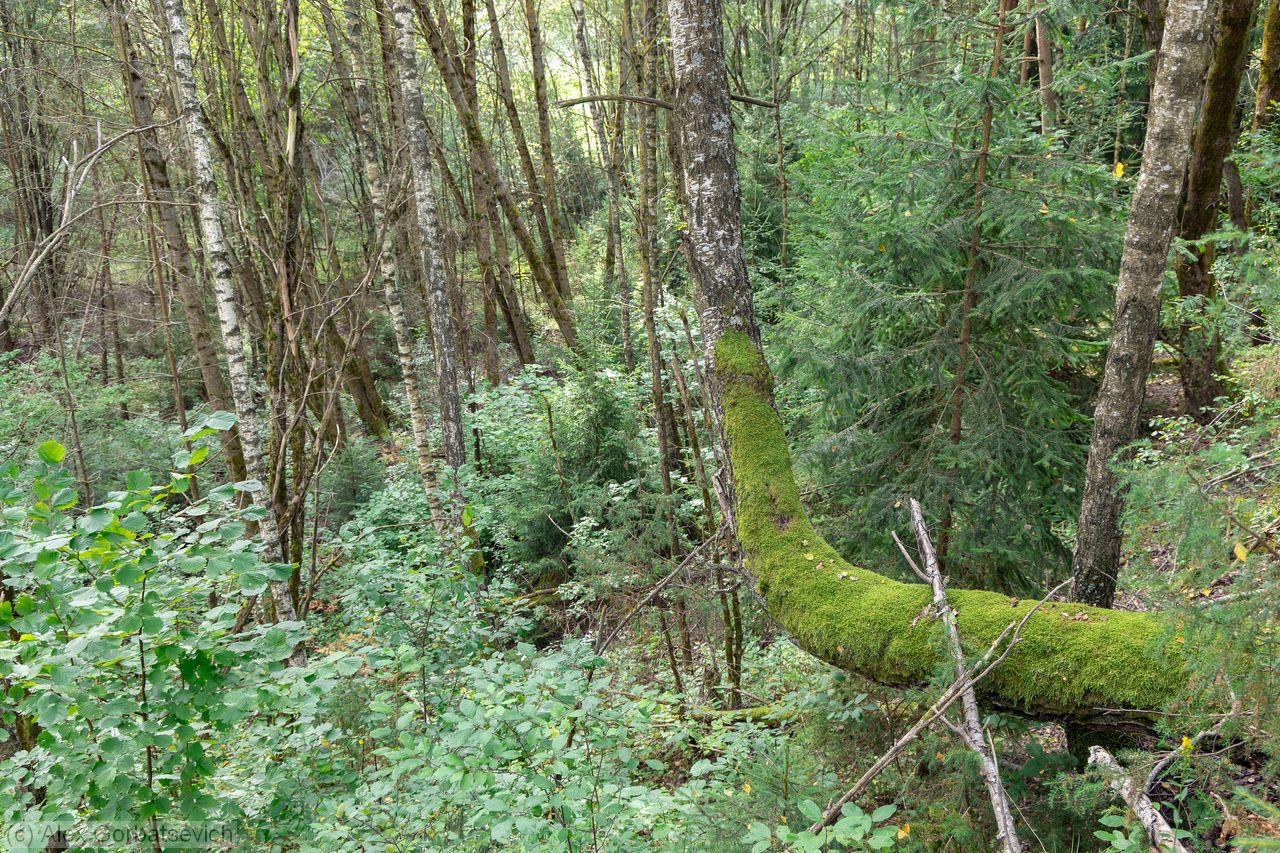 �� �� ������, ������� ������� ��� �������