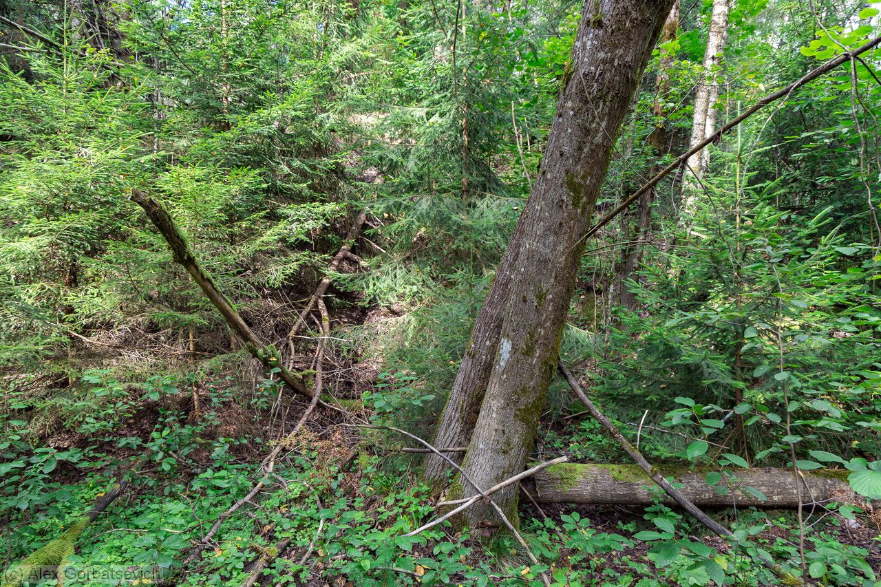 �� � ������� ������. �� �����