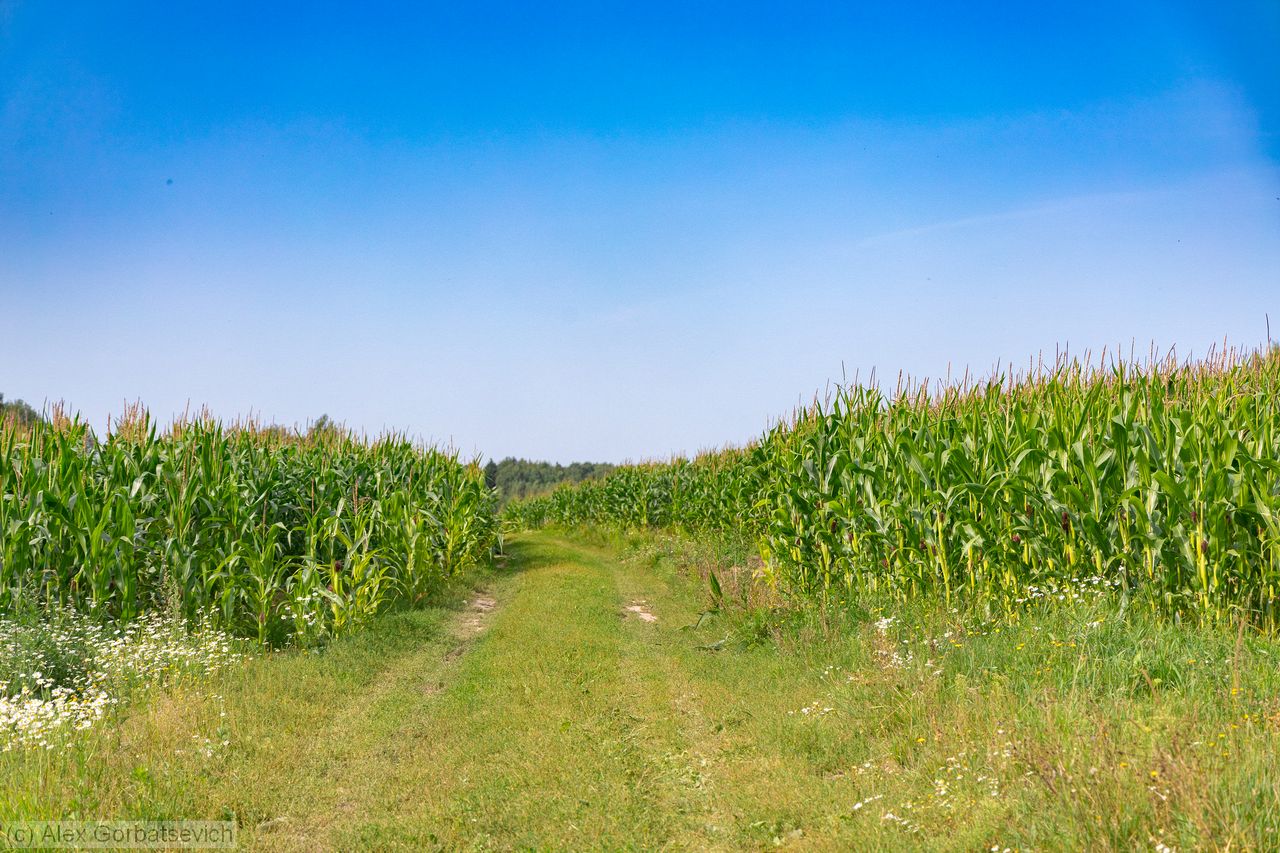 ����� ����