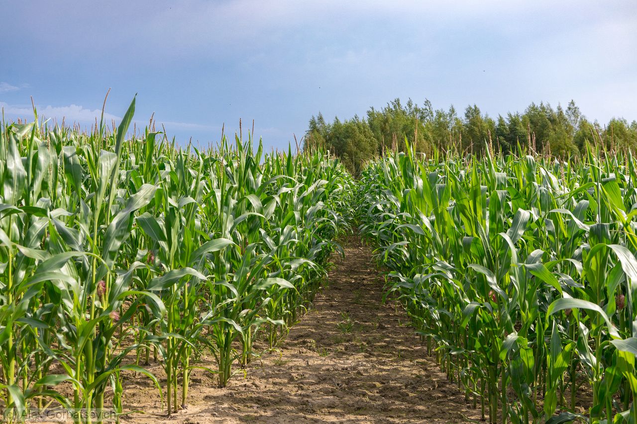 ������� � ��������