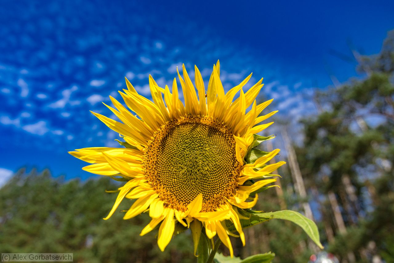 ��������� ��������