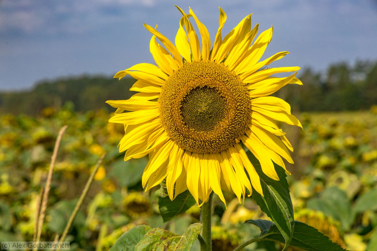 ��������� ��������