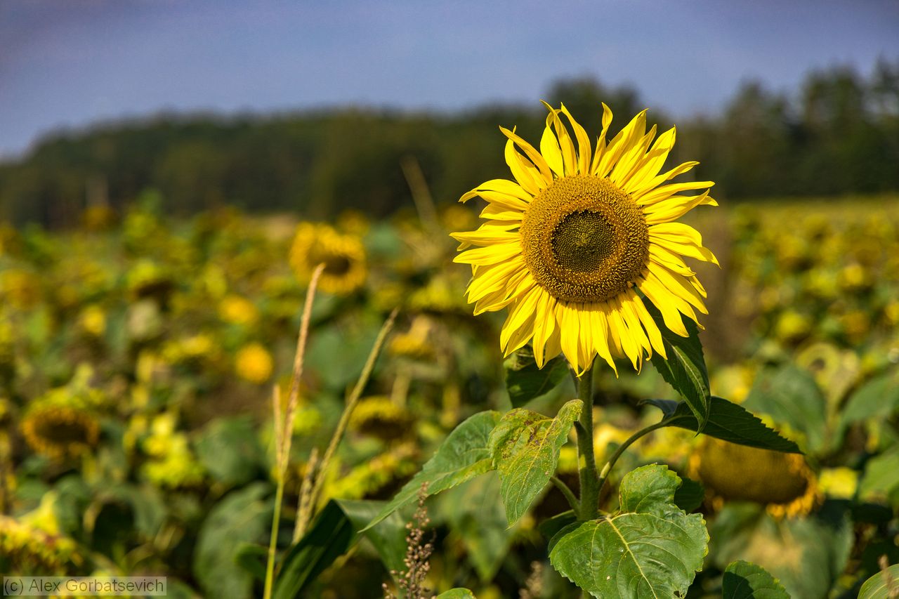 ��������� ��������