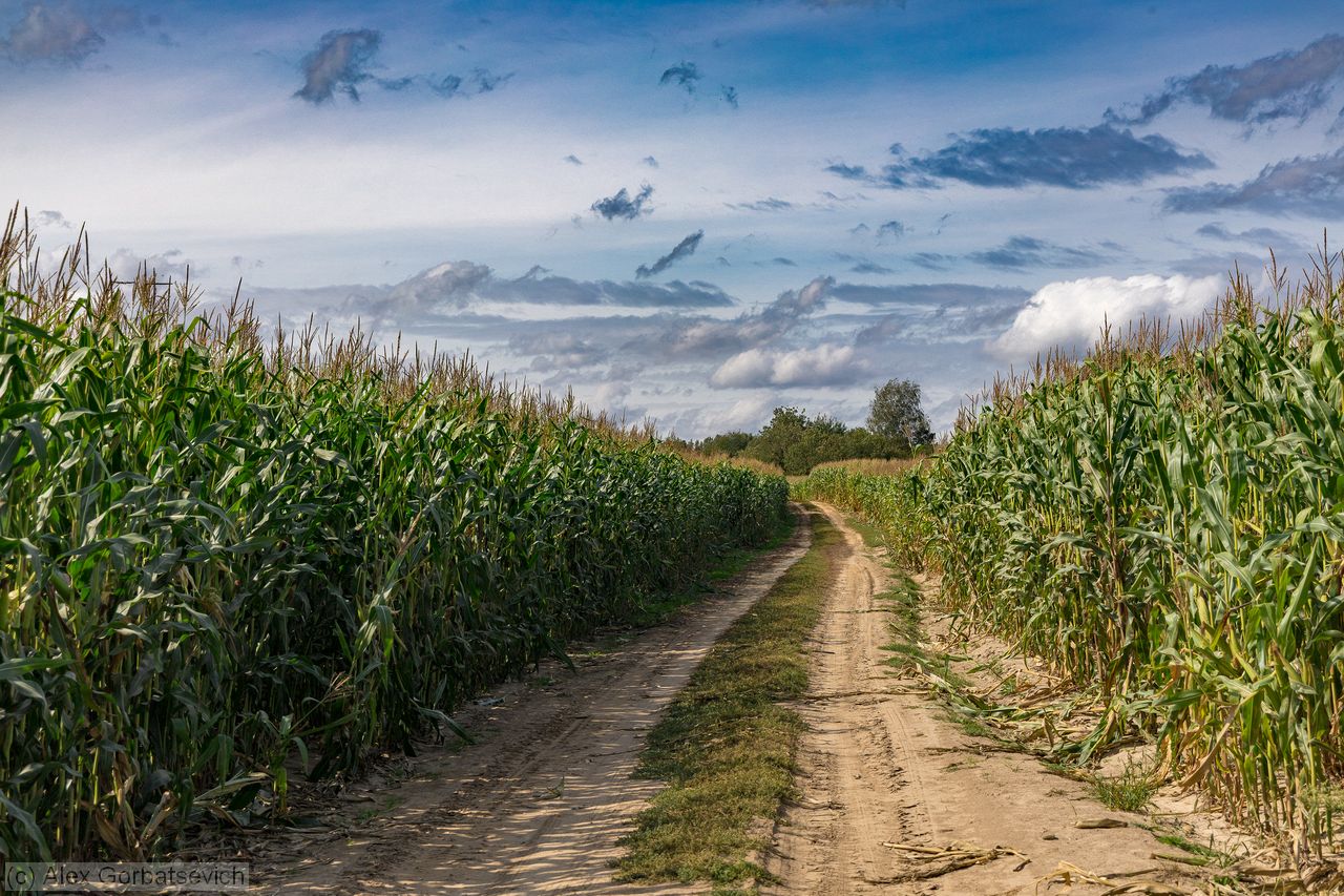 ����� ��������