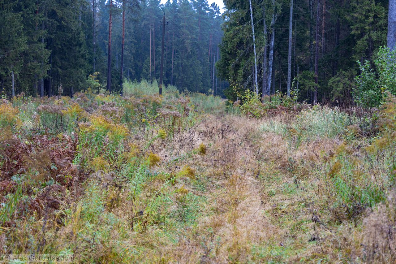 ������ ������