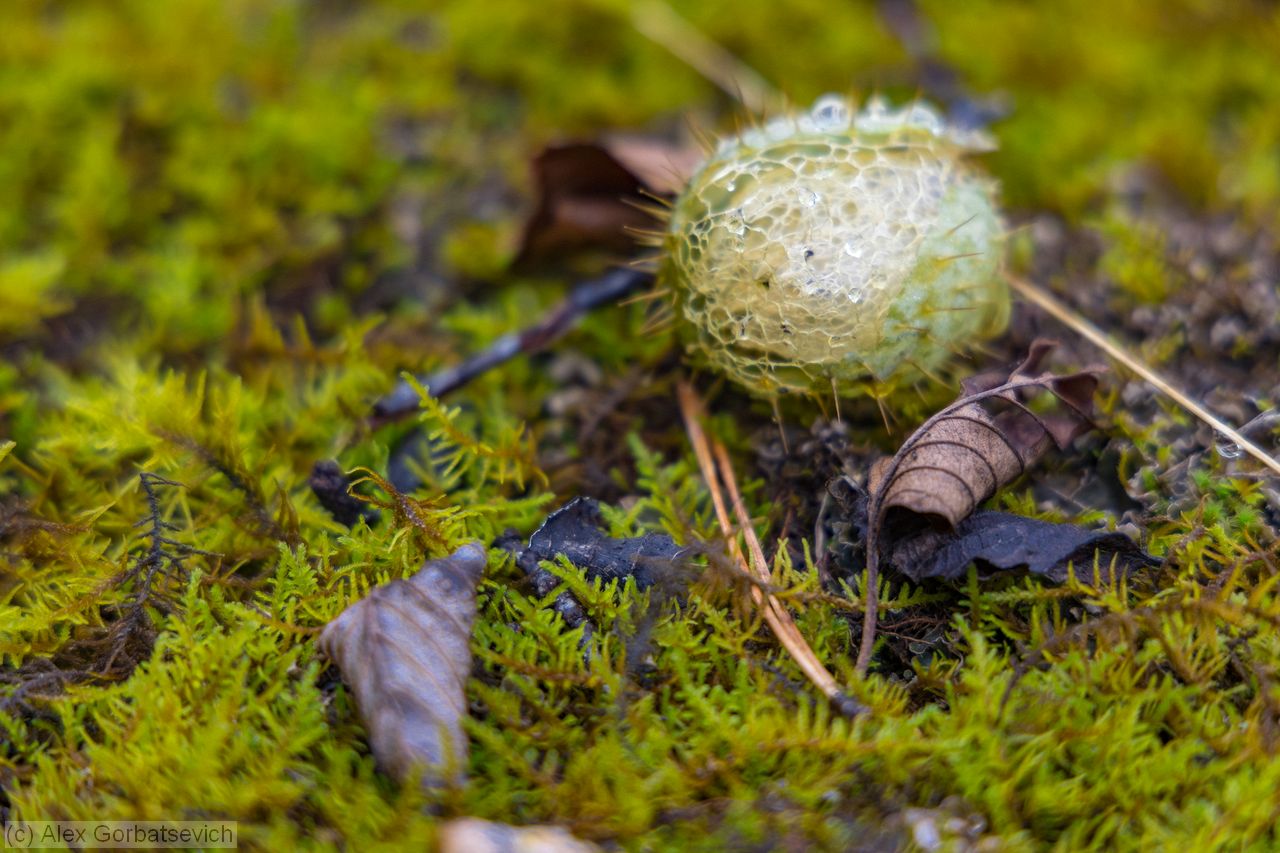 ������ ��������