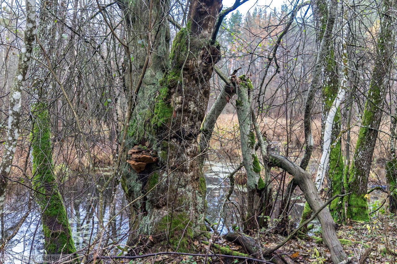 ������ � ��������