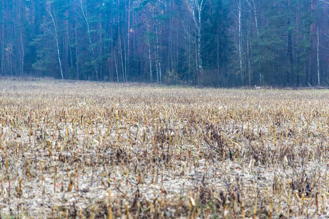 ����� ���������