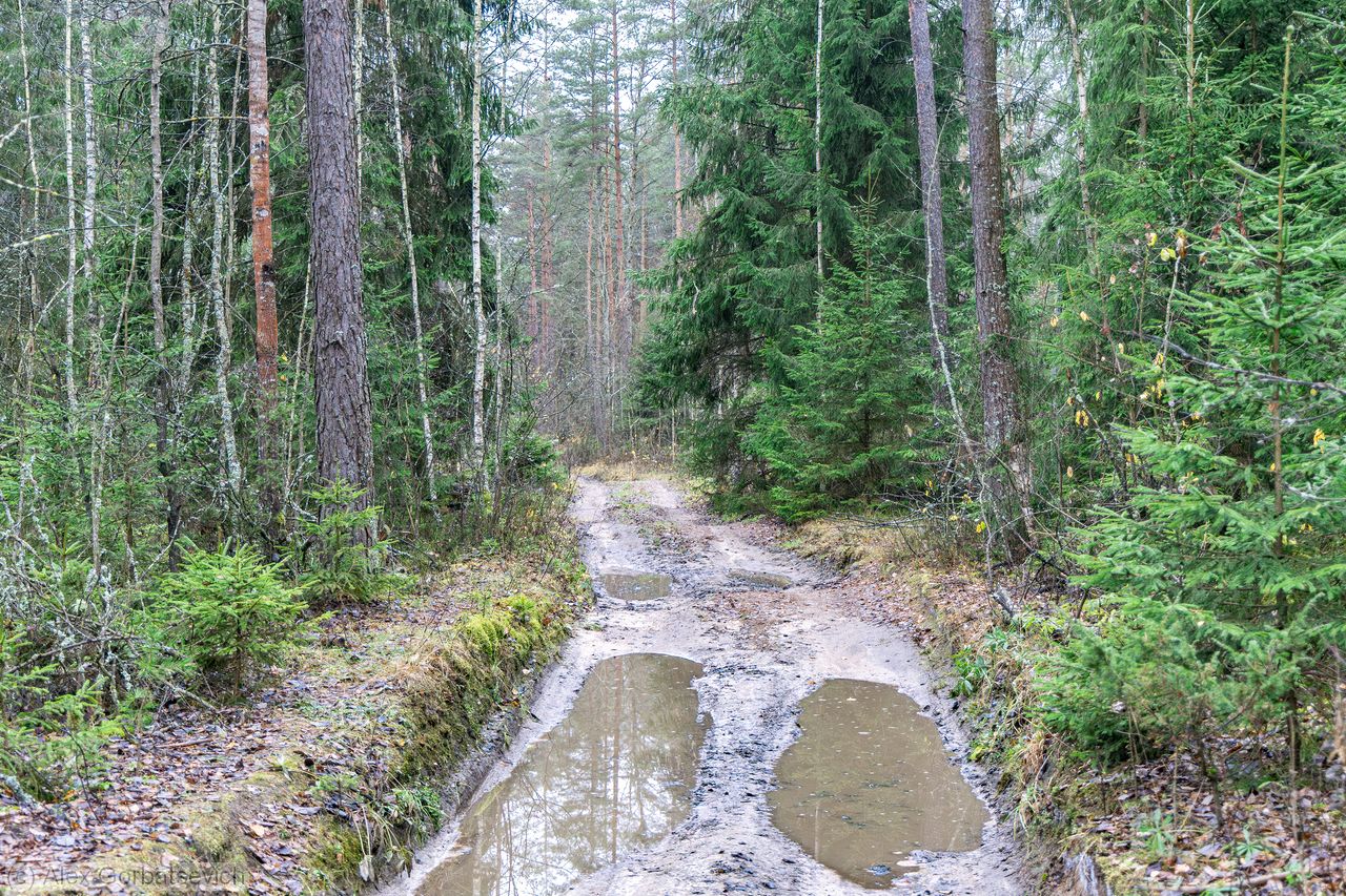 ������ ������