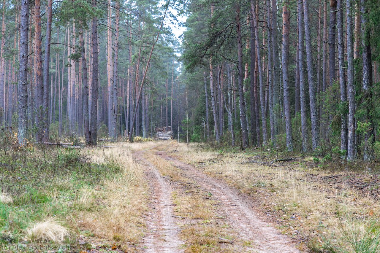 ������ ������