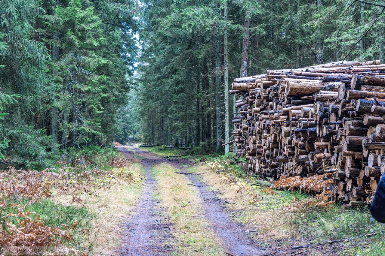 ������ �������