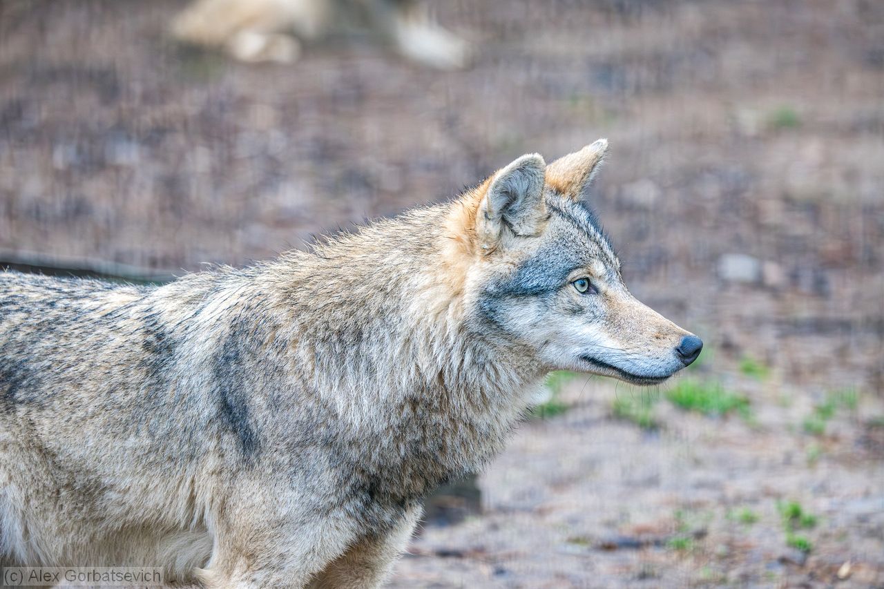 �� ����� ��������