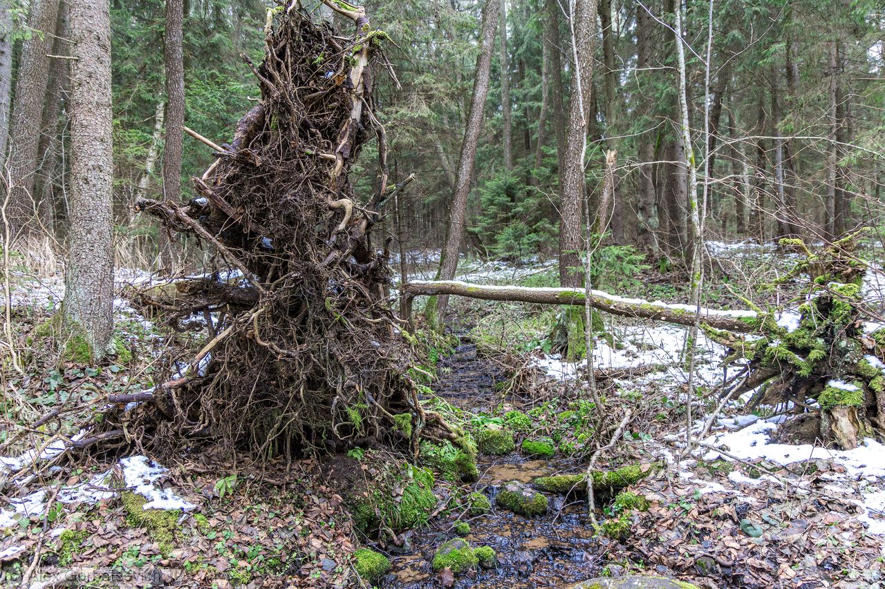 ����. ������ ����