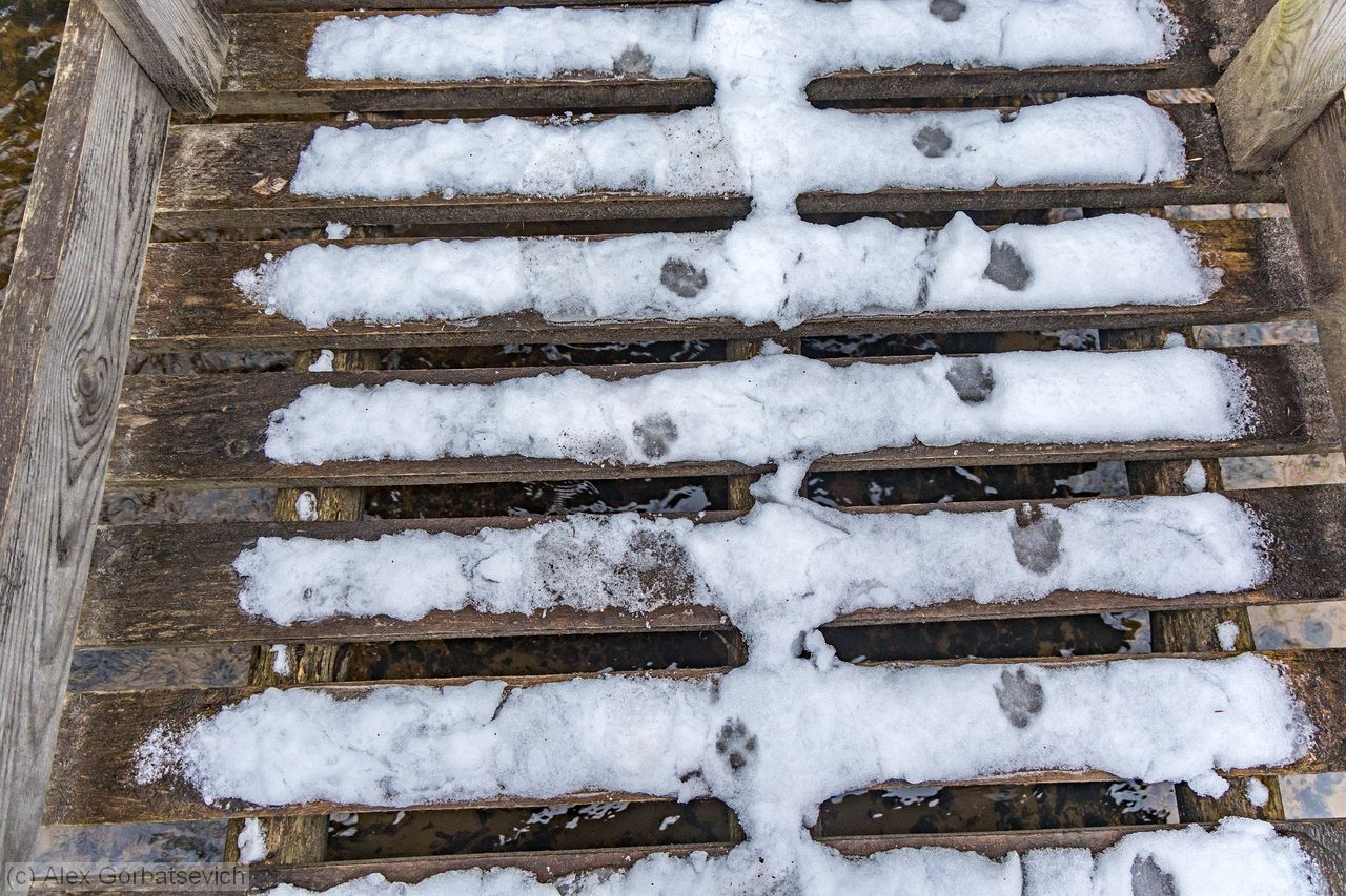 ����� ������