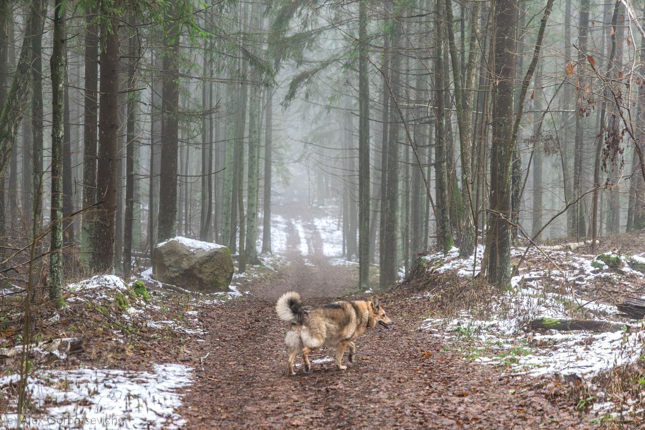 � �������� ����