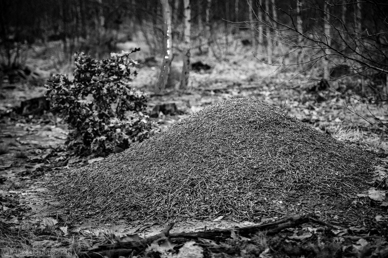 ����� ������� �����