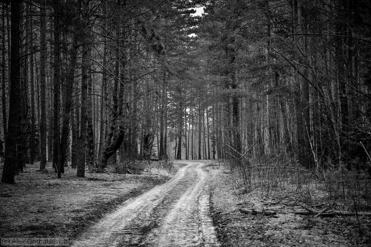 ������ ������