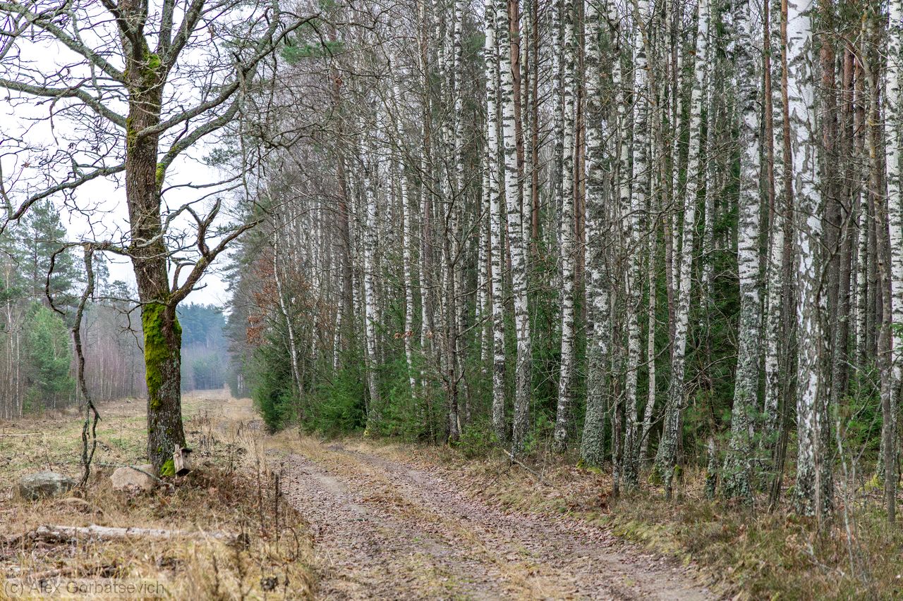 ���� ������ ����