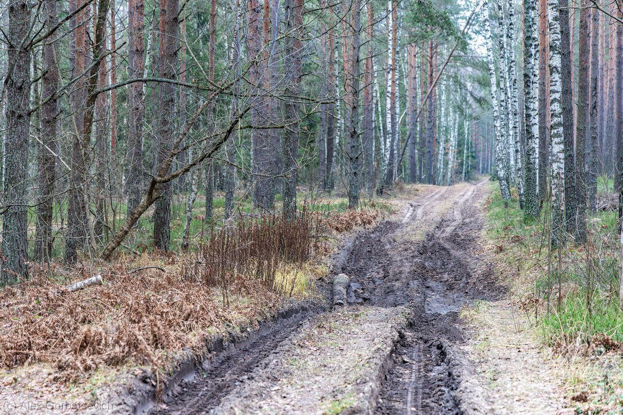 ������ ������