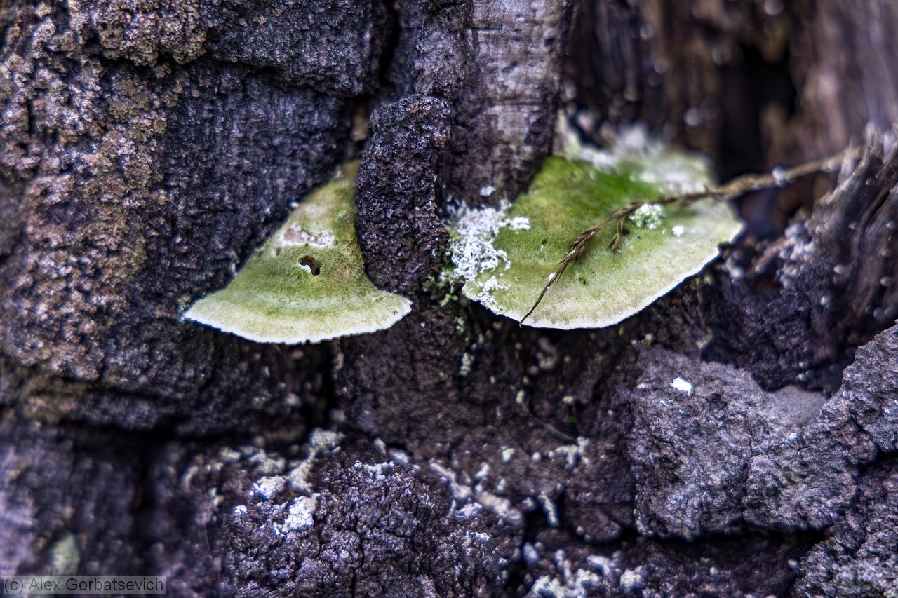 ����������������� �����