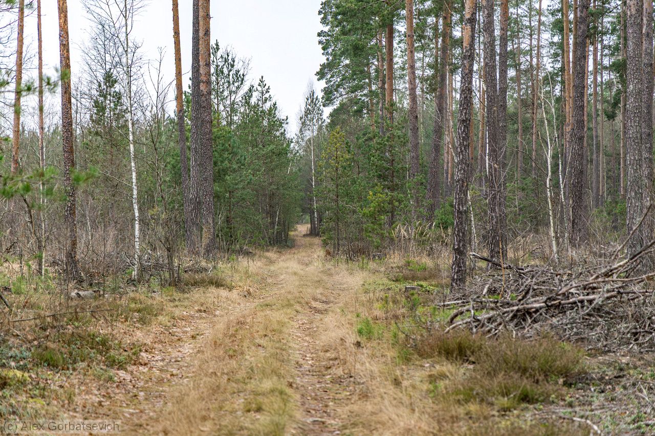 ������ ������