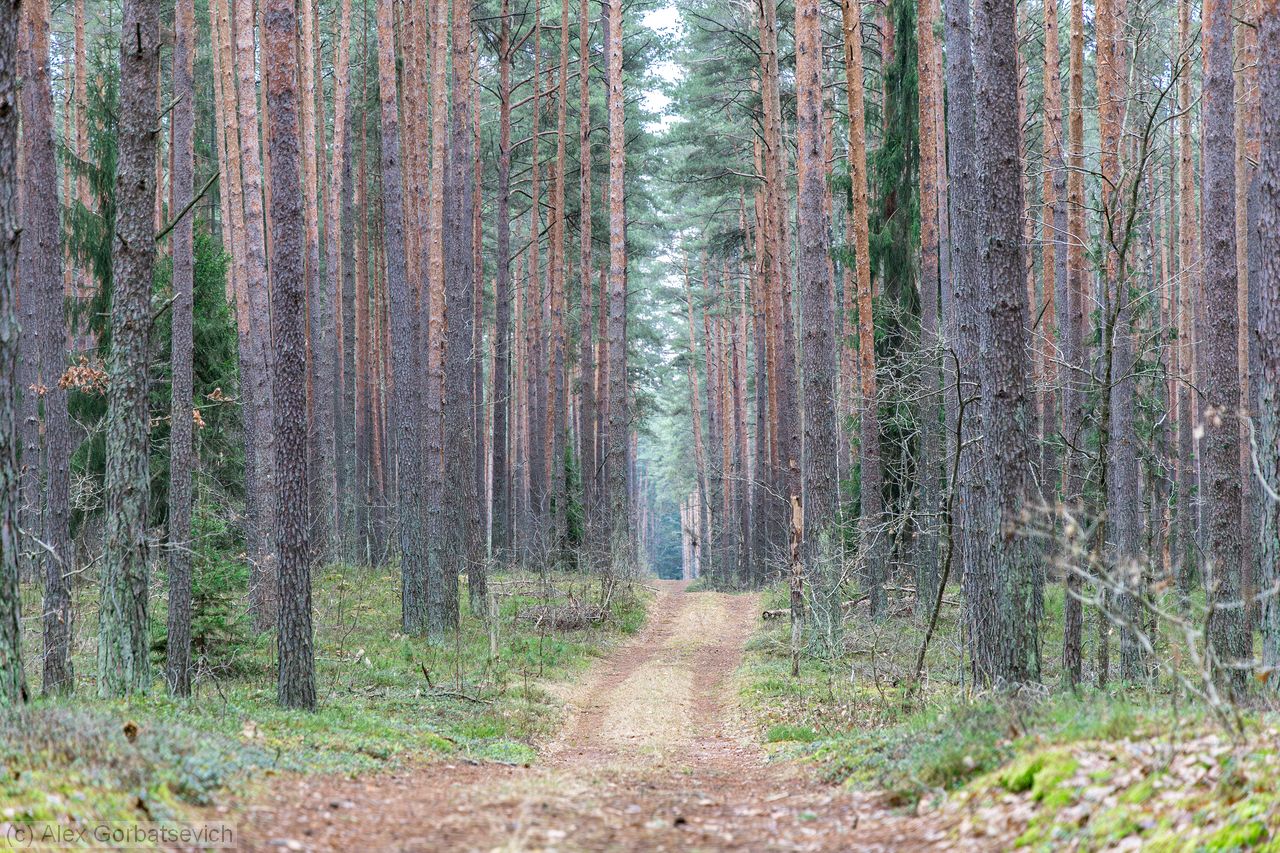 ������ ������