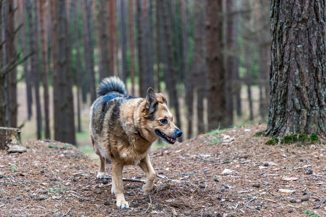 ����� ������