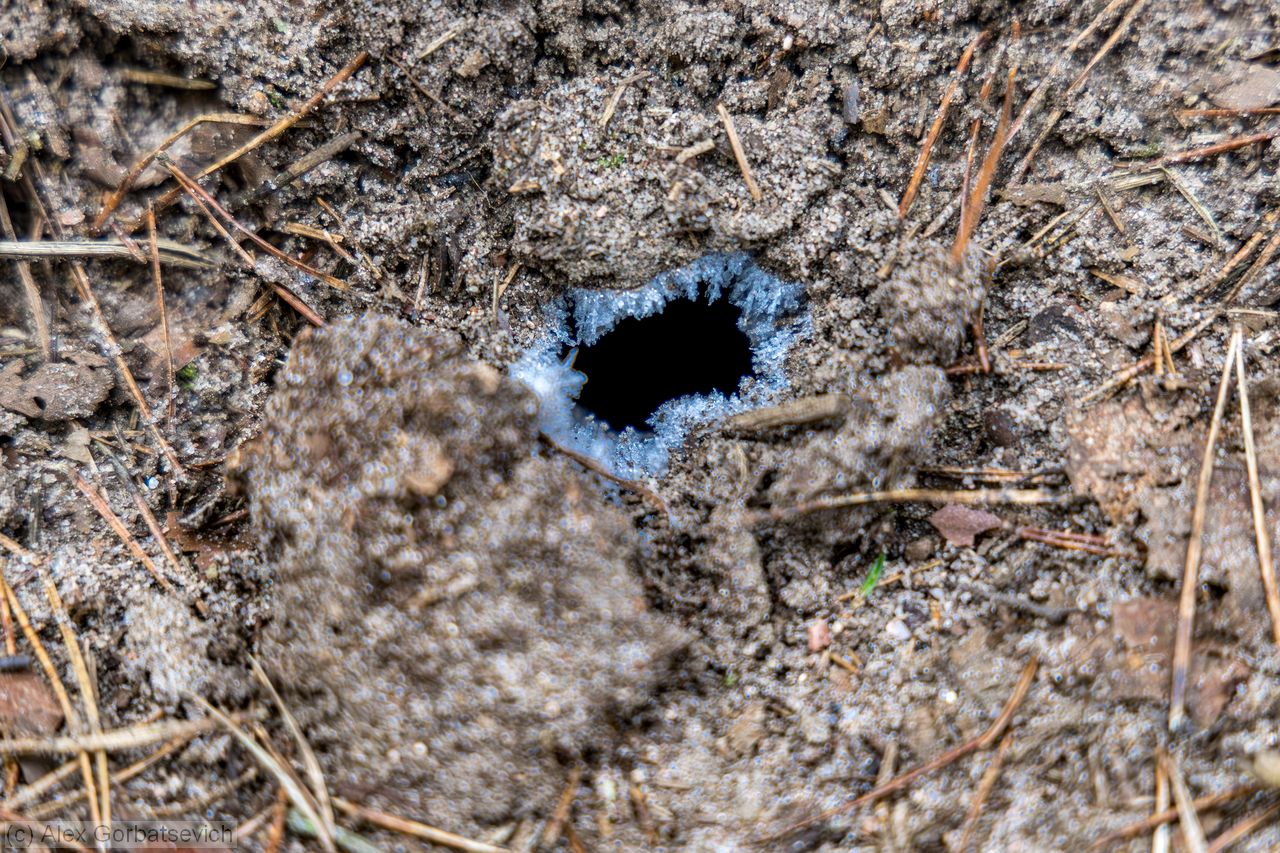 gloryhole