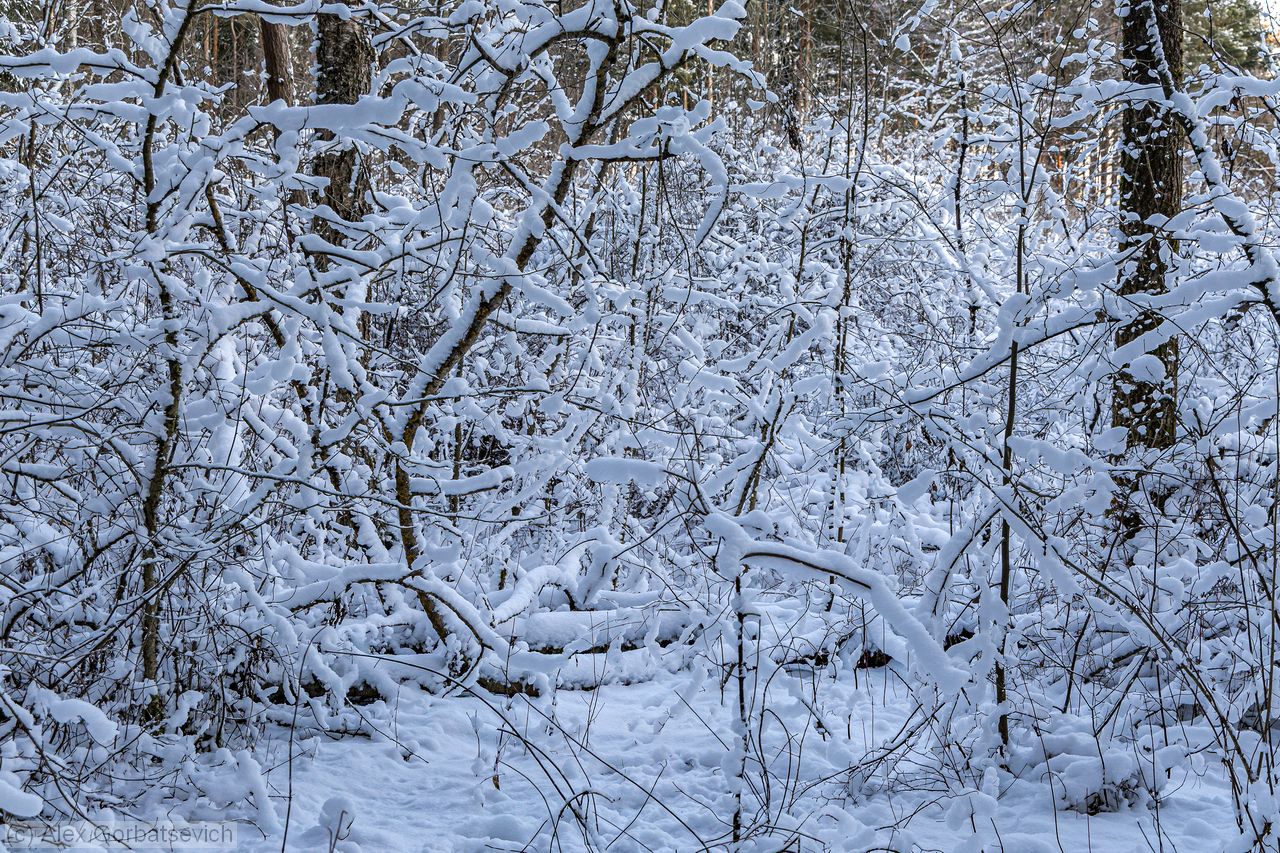 � ������� ����