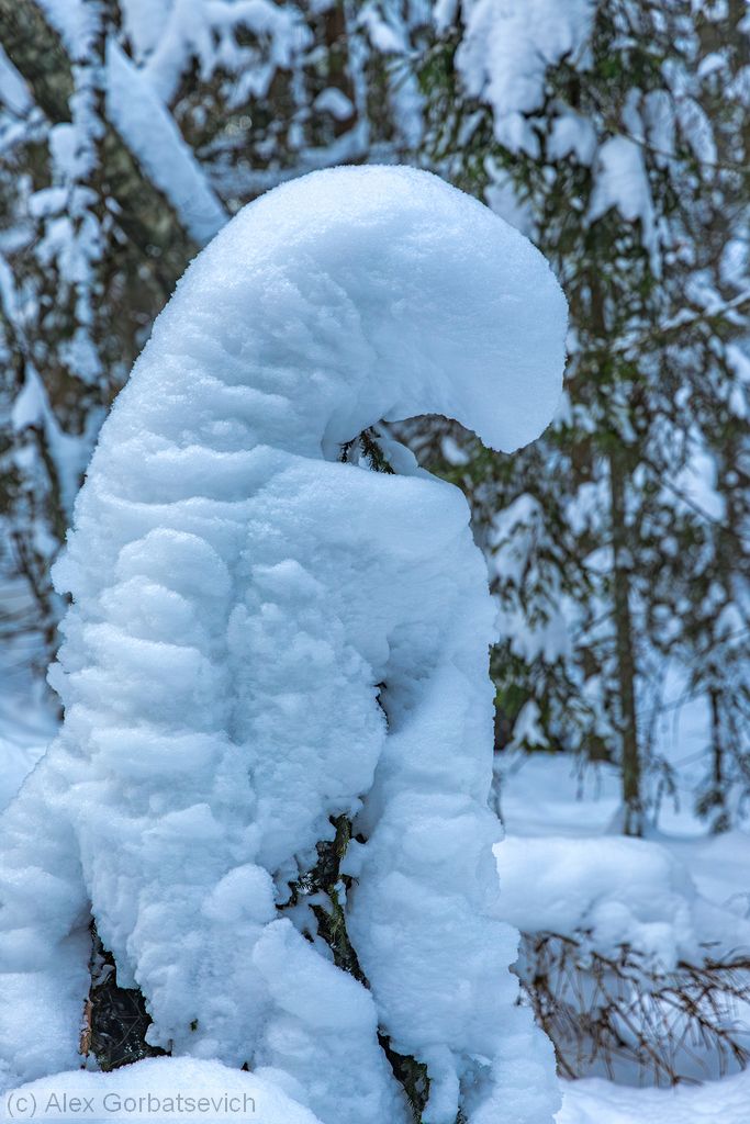 ����� ��� ��������