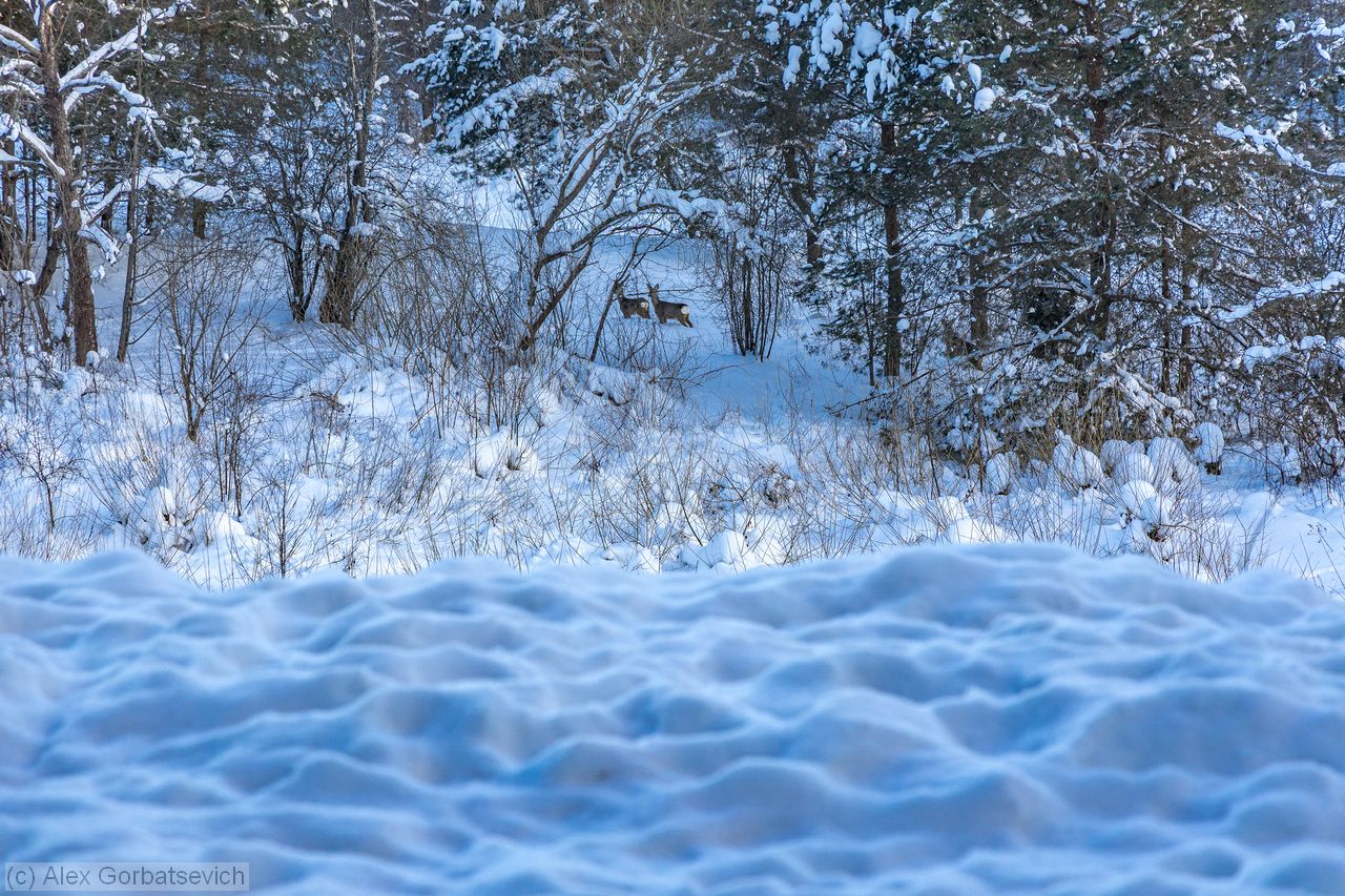 ����� �����