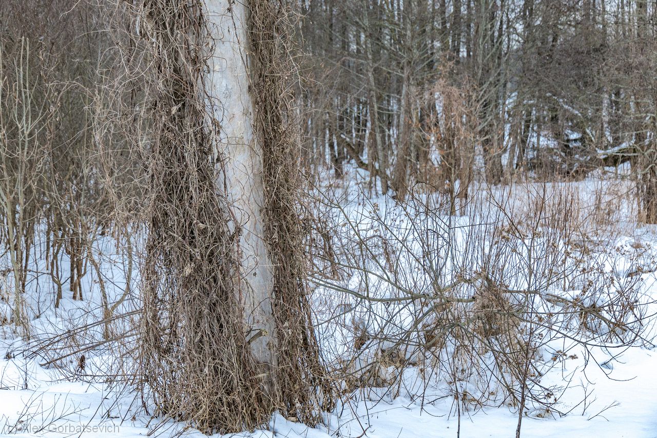 ��������� ���